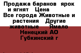 Продажа баранов, ярок и ягнят › Цена ­ 3 500 - Все города Животные и растения » Другие животные   . Ямало-Ненецкий АО,Губкинский г.